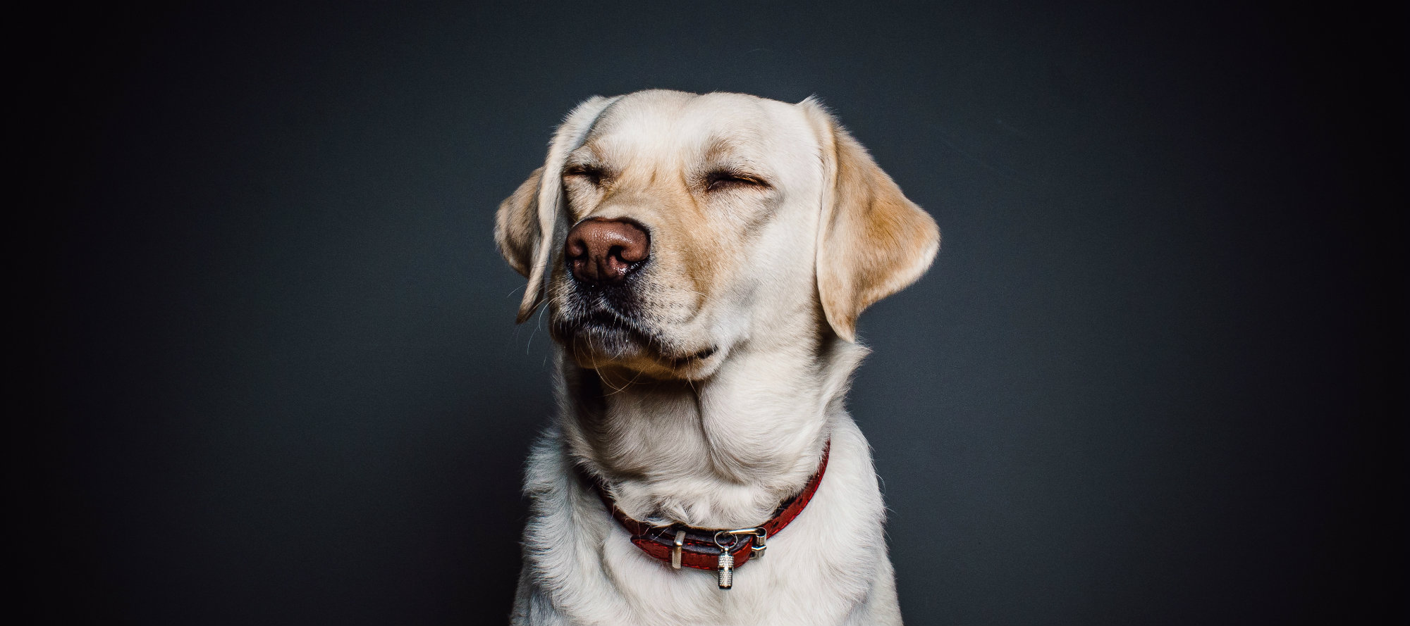 How stores that sell pets can keep ethical business standards